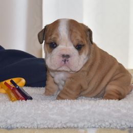 English Bulldog Puppies from Exact Classic Bulldogs