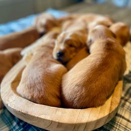 Girl 2 - Golden female Golden Retriever puppy in Buffalo, Missouri from Thrasher Family Puppies
