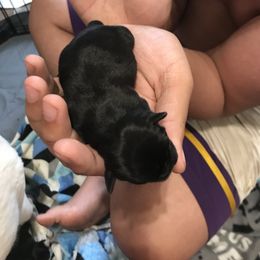 Girl 2 - Pug puppy in Deer River, Minnesota from Mother Mule Kennels