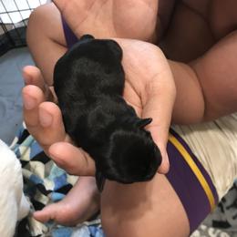 Girl 2 - Pug puppy in Deer River, Minnesota from Mother Mule Kennels