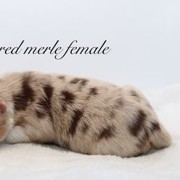 Jolene - Australian Shepherd puppy in Coldwater, Michigan from Northern Star Australian Shepherds