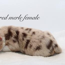 Jolene - Australian Shepherd puppy in Coldwater, Michigan from Northern Star Australian Shepherds