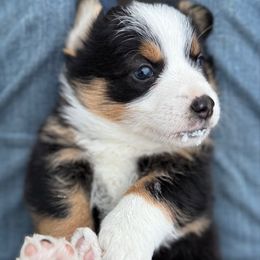 Jenny - Black and white female American Corgi puppy in Nortonville, Kansas from Low Riders Corgis & Mini Aussies