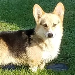 Nemo - Pembroke Welsh Corgi