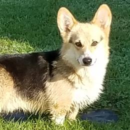 Nemo - Pembroke Welsh Corgi