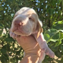 Eleanor - White and orange female Bracco Italiano puppy in Silver Summit, Utah from Snow Peak Kennel