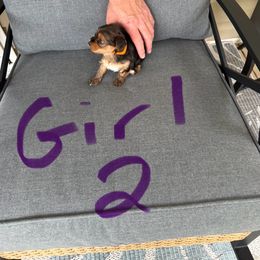 Girl 2 - Parti female Yorkshire Terrier puppy in Grove Hill, Alabama from Huntington Yorkies