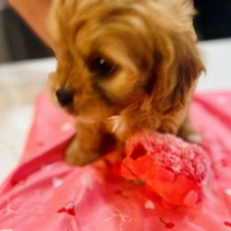 Cavapoo and Shihpoo Puppies from Haus of Doodles