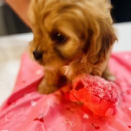 Cavapoo and Shihpoo Puppies from Haus of Doodles