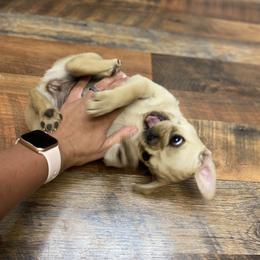 Pug Puppies from Furever Friends