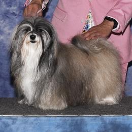 Cleo - Havanese