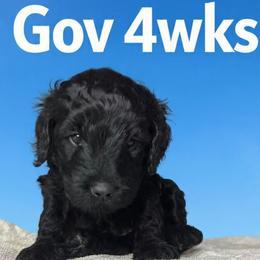 Hershey Kiss - Black male Barbet puppy in New Bedford, Massachusetts from Barbie's Barbets