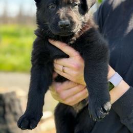 Flint - Black male German Shepherd puppy in Medical Lake, Washington from Nine Realms German Shepherds