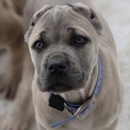 Lilac - Gray and fawn female Cane Corso puppy in Sault Ste Marie, Michigan from Willow Creek Cane Corsos