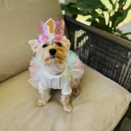 Yorkshire Terrier All Grown Up from Dewy Rose Yorkies