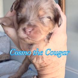 Cosmo - Merle male Cavapoo puppy in Centerville, Utah from Beehive Fur Friends