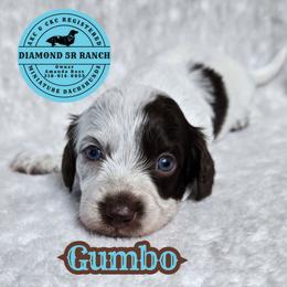 GUMBO - Piebald male Dachshund puppy in Columbia, Louisiana from Diamond 5R Ranch AKC & CKC Miniature Dachshunds