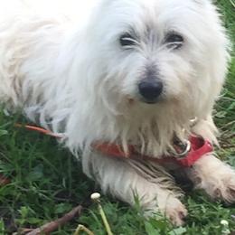 Tirus - West Highland White Terrier