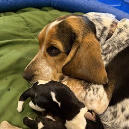 Beagles and Pugs from Sweet Warner Pugs & Beagles