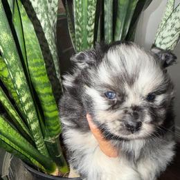 Hermés - Blue merle male Pomeranian puppy in Moody, Texas from Luxury Pets of Central Texas