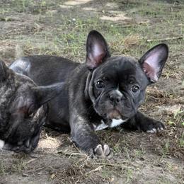 French Bulldog and Olde English Bulldogge Puppies from Misfit Ranch bulldogs