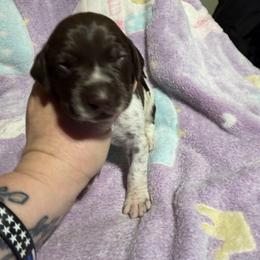 Black - Liver roan male German Shorthaired Pointer puppy in Jackson, Georgia from Rosengrace Gsps (formerly Tiner GSP’s)