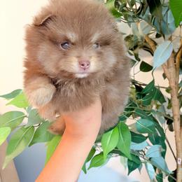 Coco - Chocolate and tan female Pomeranian puppy in Rockwall, Texas from MAK Poms