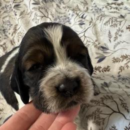 Lucky - Black white and tan male English Springer Spaniel puppy in Coeur D'alene, Idaho from Springer Hollow