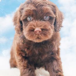 Brûlée - Chocolate female Australian Labradoodle puppy in Redding, California from Shasta Royal Monroe Puppies
