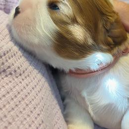 Cavalier King Charles Spaniel Puppies from Cacti Cavaliers