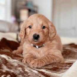Rachel Green, Girl - Red  female Goldendoodle puppy in Maricopa, Arizona from Desert Ridge Doodles