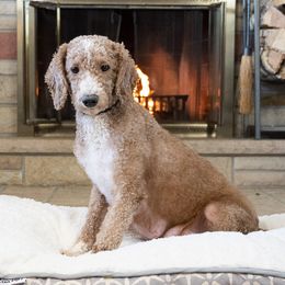 Avalon - Goldendoodle
