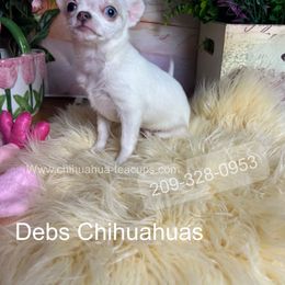 Little Snow 5000 - Merle female Chihuahua puppy in Manteca, California from Deb's Chihuahuas California