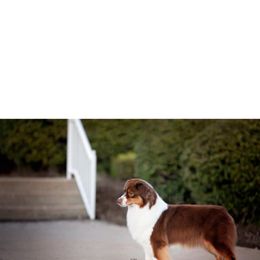 Penny - Red & white female Australian Shepherd puppy in Paris, Kentucky from Silverstone Kennel