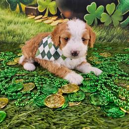 Jameson - Yellow and white male Bernedoodle puppy in Mckinney, Texas from M2 Bernedoodles