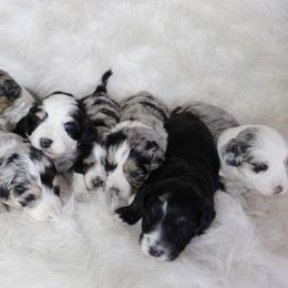 Aussiedoodle and Goldendoodle Puppies from Skyridge Doodles