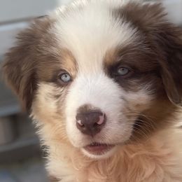 Australian Shepherds and Miniature Australian Shepherds from Kid’s Kingdom Australian Shepherds