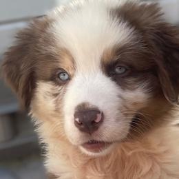 Australian Shepherds and Miniature Australian Shepherds from Kid’s Kingdom Australian Shepherds