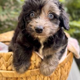 Echo - Blue merle female Aussiedoodle puppy in Vacaville, California from Starlight Goldendoodles
