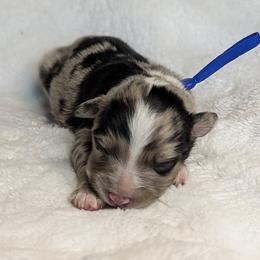 Boy 1 - male Australian Shepherd puppy in Coulee City, Washington from Mr and Mrs Doodle Farm