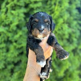 Cavapoo Puppies from Columbia Basin Puppies