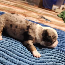 Dewey - Blue merle male Toy Australian Shepherd puppy in Ocala, Florida from Crazy Aussie Chaos