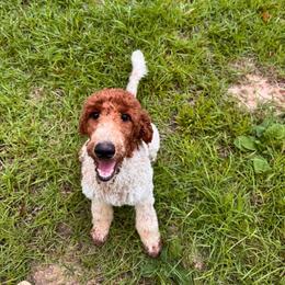 Luna - Poodle