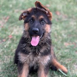 Purple - Black and red female German Shepherd puppy in Sacramento, California from Von Blackwolf German Shepherds