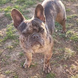 Mesa - French Bulldog