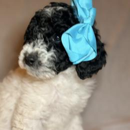 Cockapoo and Goldendoodle Puppies from Jax Doodles