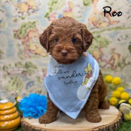 Roo - Red  male Goldendoodle puppy in Williamson, New York from Lakeside Doodles