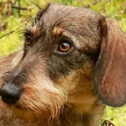 Dachshunds from Invading Weiners : AKC Miniature Wirehaired Dachshunds