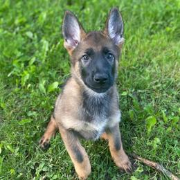 German Shepherds from Vom Bergwald German Shepherds