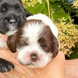 Brown sable and white parti - Sable and white male Cocker Spaniel puppy in Oregon from Doc's Cockers